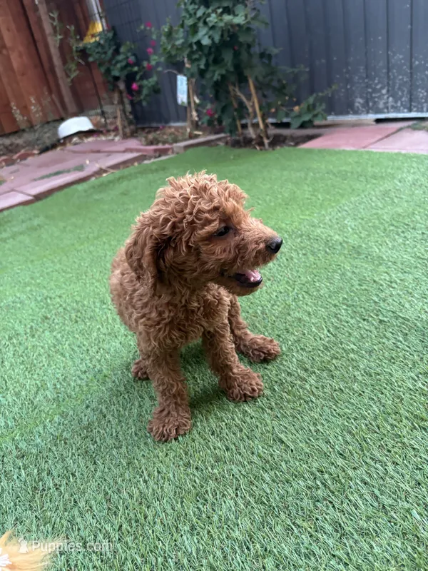 Coco – Poodle - Standard  puppy for sale in Lake Elsinore, CA