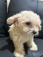Bella, a female Poodle - Miniature  for sale in Lake Elsinore, CA – 8 of 10