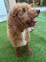 Bella, a female Poodle - Standard  for sale in Lake Elsinore, CA – 5 of 10