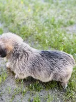 Mcpuff, a female Pembroke Welsh Corgi for sale in Lake Elsinore, CA – Photo 4 of 5