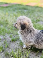 Mcpuff, a female Pembroke Welsh Corgi for sale in Lake Elsinore, CA – Photo 2 of 5