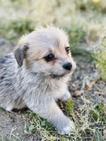Mcpuff, a female Pembroke Welsh Corgi for sale in Lake Elsinore, CA – Photo 1 of 5