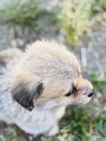 Mcpuff, a female Pembroke Welsh Corgi for sale in Lake Elsinore, CA – Photo 5 of 5