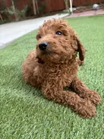 Max, a male Poodle - Standard  for sale in Lake Elsinore, CA – 7 of 9