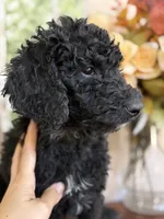 Lucky, a male Poodle - Standard  for sale in Lake Elsinore, CA – Photo 5 of 10