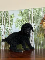 Lucky, a male Poodle - Standard  for sale in Lake Elsinore, CA – Photo 8 of 10