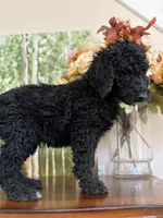 Lucky, a male Poodle - Standard  for sale in Lake Elsinore, CA – Photo 6 of 10