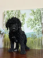 Lucky, a male Poodle - Standard  for sale in Lake Elsinore, CA – Photo 7 of 10