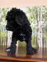 Lucky, a male Poodle - Standard  for sale in Lake Elsinore, CA – Photo 4 of 10