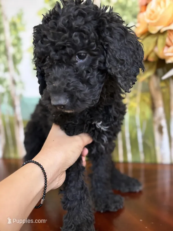 Lucky, a male Poodle - Standard  for sale in Lake Elsinore, CA – Photo 1 of 10