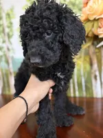 Lucky, a male Poodle - Standard  for sale in Lake Elsinore, CA – Photo 1 of 10