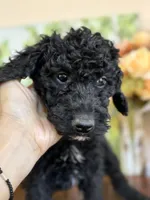 Lucky, a male Poodle - Standard  for sale in Lake Elsinore, CA – Photo 2 of 10