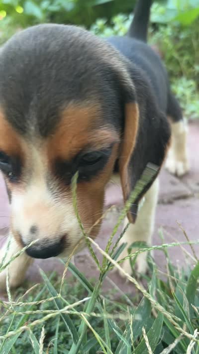 Zoey, a female Beagle for sale in Lake Elsinore, CA – 10 of 10