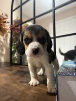 processed/de49bf1c-7a2c-478e-b40e-fb28dd7b54e4/listing/23fa18b1-c115-41eb-93e9-b930e4155a2a/03614454-04b2-4862-ad6f-cc6548d5d495