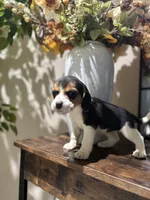 processed/de49bf1c-7a2c-478e-b40e-fb28dd7b54e4/listing/23fa18b1-c115-41eb-93e9-b930e4155a2a/2702d495-ce42-4706-8380-404f2ff17886