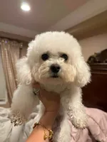 Simba, a male Bichon Frise for sale in Lake Elsinore, CA – 3 of 5