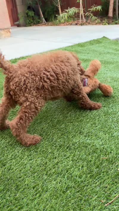 Honey, a female Poodle - Standard  for sale in Lake Elsinore, CA – 7 of 9