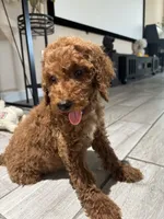 Duke, a male Poodle - Standard  for sale in Lake Elsinore, CA – 7 of 10