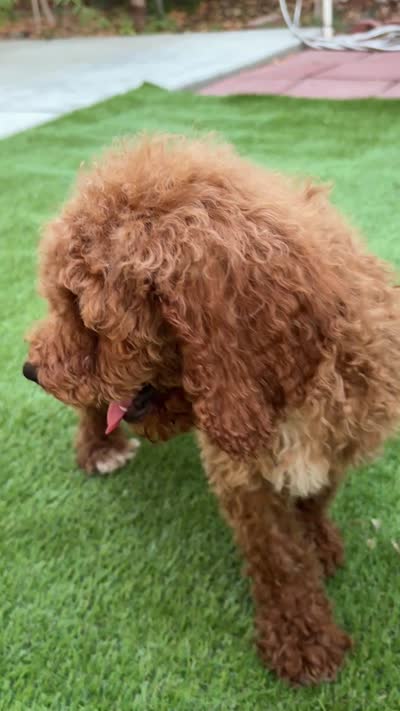 Bella, a female Poodle - Standard  for sale in Lake Elsinore, CA – 10 of 10