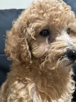 Molly, a female Poodle - Miniature  and Poodle - Standard  for sale in Lake Elsinore, CA – 5 of 10