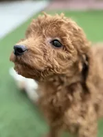 Daisy, a female Poodle - Standard  for sale in Lake Elsinore, CA – 3 of 9