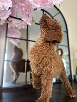 Lola, a female Poodle - Standard  for sale in Lake Elsinore, CA – Photo 2 of 7