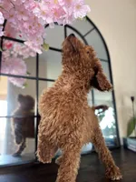 Lola, a female Poodle - Standard  for sale in Lake Elsinore, CA – Photo 6 of 7