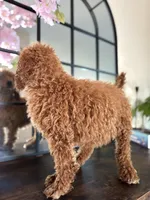 Lola, a female Poodle - Standard  for sale in Lake Elsinore, CA – Photo 7 of 7