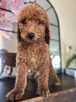 Lola, a female Poodle - Standard  for sale in Lake Elsinore, CA – Photo 4 of 7