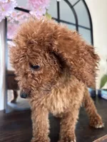 Lola, a female Poodle - Standard  for sale in Lake Elsinore, CA – Photo 5 of 7