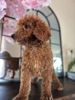 Lola, a female Poodle - Standard  for sale in Lake Elsinore, CA – Photo 3 of 7