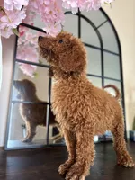Lola, a female Poodle - Standard  for sale in Lake Elsinore, CA – Photo 1 of 7