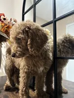 Max, a male Poodle - Standard  for sale in Lake Elsinore, CA – 5 of 10