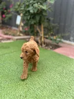 Bella, a female Poodle - Standard  for sale in Lake Elsinore, CA – 5 of 10