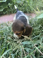 Lola, a female Beagle for sale in Lake Elsinore, CA – 8 of 10