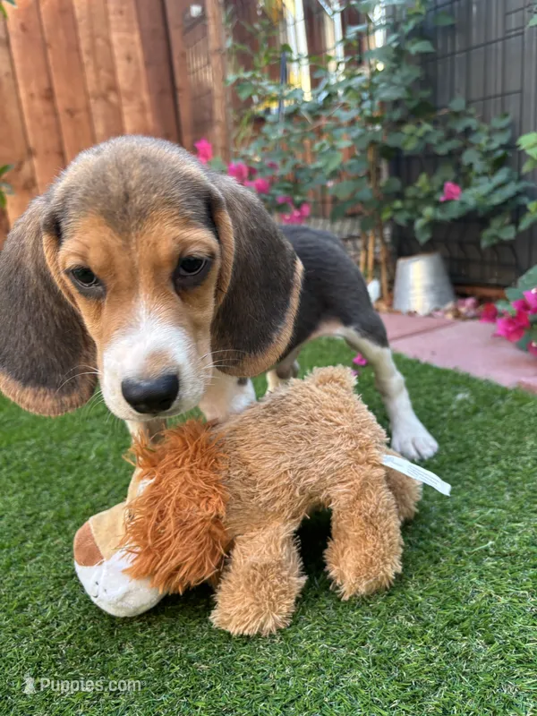 Lola – Beagle puppy for sale in Lake Elsinore, CA