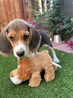 Lola, a female Beagle for sale in Lake Elsinore, CA – 1 of 6