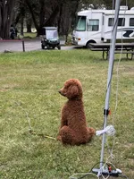 Bella, a female Poodle - Standard  for sale in Lake Elsinore, CA – 9 of 10