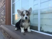 Cathy, a female Pembroke Welsh Corgi for sale in Lake Elsinore, CA – 3 of 5
