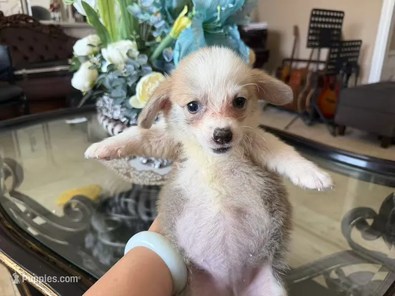 Ana – Pembroke Welsh Corgi puppy for sale in Lake Elsinore, CA