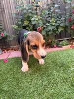 Zoey, a female Beagle for sale in Lake Elsinore, CA – 5 of 8