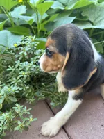 Zoey, a female Beagle for sale in Lake Elsinore, CA – 5 of 10