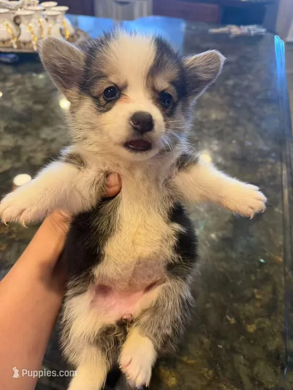 Betty – Pembroke Welsh Corgi puppy for sale in Lake Elsinore, CA