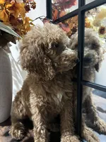 Max, a male Poodle - Standard  for sale in Lake Elsinore, CA – 7 of 10