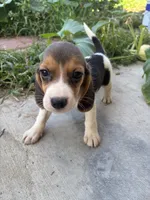 Lola, a female Beagle for sale in Lake Elsinore, CA – 2 of 10