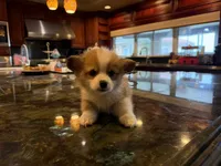 Ana, a female Pembroke Welsh Corgi for sale in Lake Elsinore, CA – Photo 2 of 4