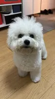 Simba, a male Bichon Frise for sale in Lake Elsinore, CA – 3 of 5