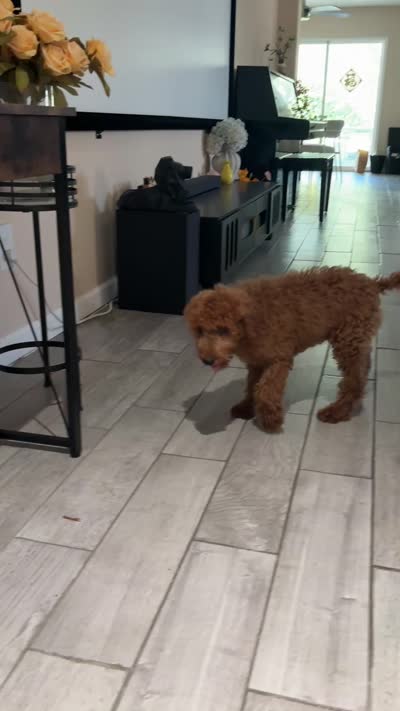 Cooper, a male Poodle - Standard  for sale in Lake Elsinore, CA – 9 of 10