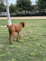 Simba, a male Poodle - Standard  for sale in Lake Elsinore, CA – 10 of 10
