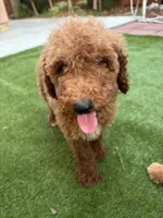 Bella, a female Poodle - Standard  for sale in Lake Elsinore, CA – 2 of 10